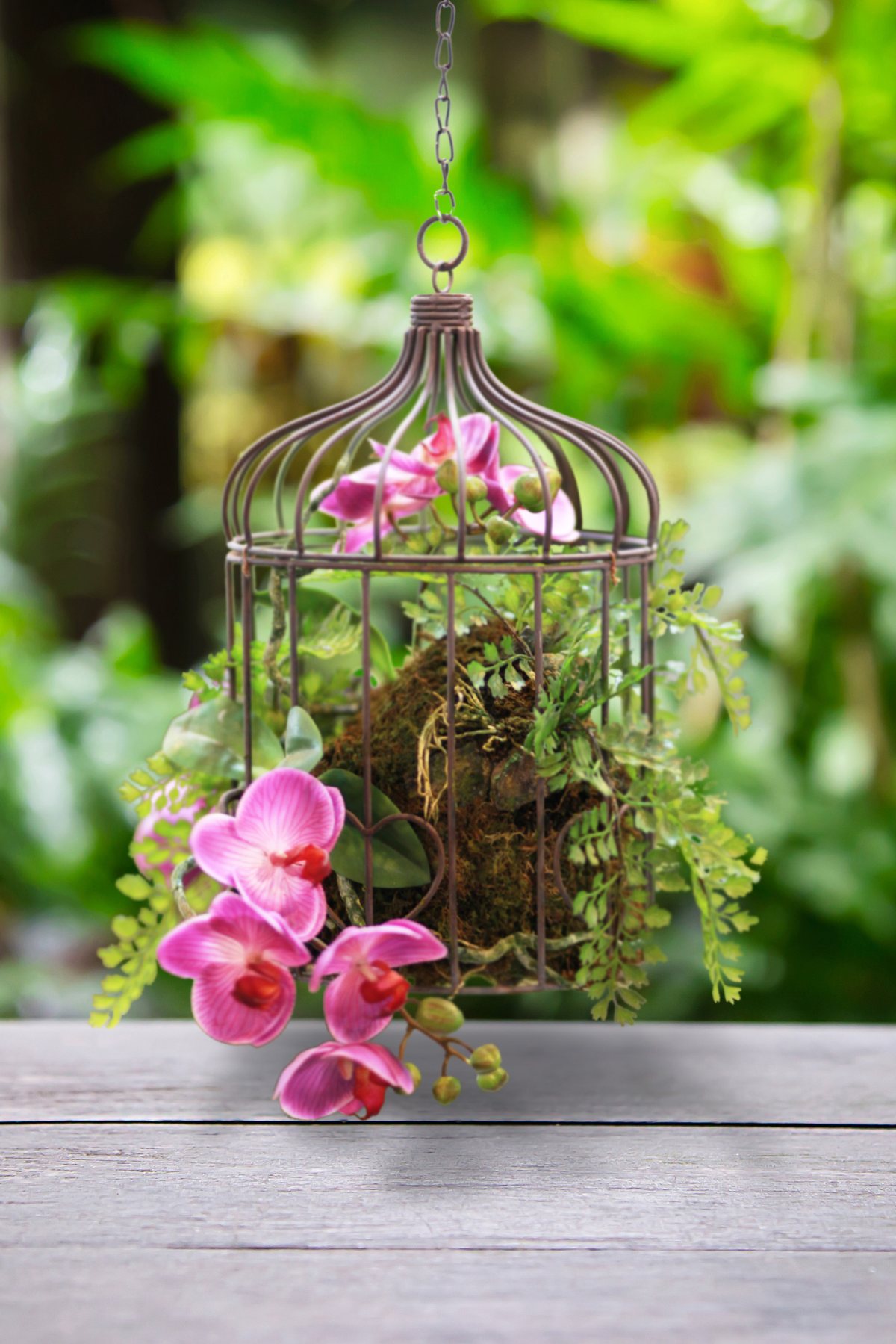 Hanging Plants