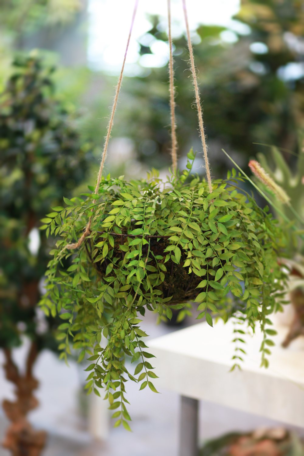 吊球苔玉植物