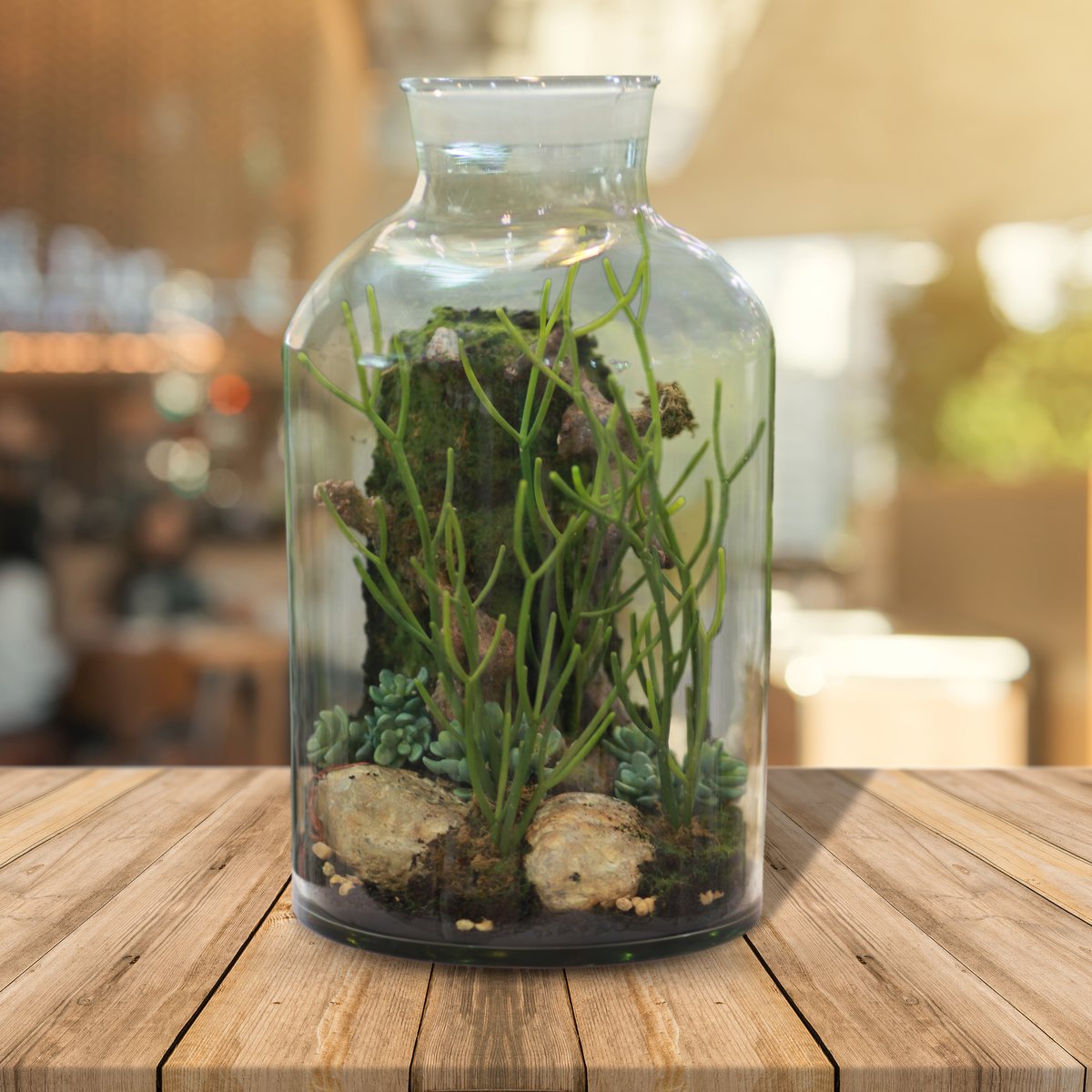 Terrarium Studio